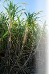 Biofertilizer for Sugarcane,  Gluconacetobacter Diazotrophicus,  Organic Fertilizer,  Symbiotic Nitrogen Fixing Bacteria