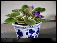 African Violet ( 003)