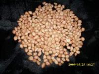 Kacang tanah(Arachis hypogaea L.) Indonesia:Kacang tanah; English=Peanut >>>Call=081-32622-0589 (sms) Email=nurida479@rocketmail.com