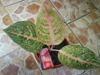 Rosa 3 daun (Terjual)