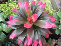 bromelia pink greac