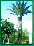 Palm trees: Washington robusta,  Bismarckia bifureata,  Phoenix canariensis,  Butia capitata,  etc.