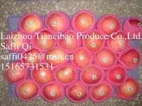 Tiancibao fresh fuji apple