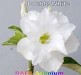 DOUBLE WHITE