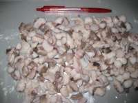 EXPORT Cooked Cut Octopus-Blanched cut octopus