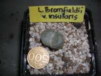 Lithops Bromfeldii v. insularis - SOLD -