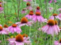 Echinacea Herb P.E.