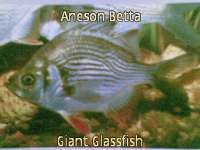Giant Glassfish
