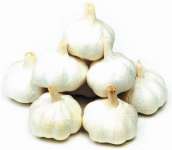 garlic