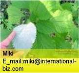 Boehmeria nipononivea extract