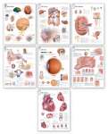 Body Organ Wall Chart Set / Laminated