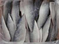 Sell frozen pacific mackerel fillets