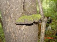 Phellinus chrysoloma