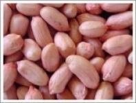 Raw Peanut Kernels from China
