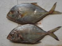 ikan kwee ( trevally)