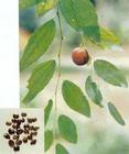 Jujube Seed Extract