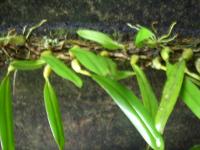 Bulbophyllum Cornutum