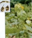 Mulberry Leaf Extract (huping@nutra-max.com)