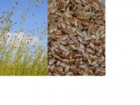 Flax Seed Extract 20%~80% (huping@nutra-max.com)