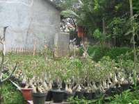 Adenium obesum grafting klas A