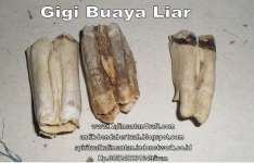 ( Ready Stok ) Dijual Gigi Buaya Liar ( kode barang: 0178)