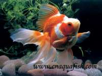 chinese goldfish Ryukin