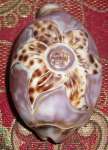 cowry shell carved