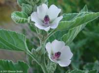 Althaea Officinalis Extract