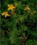 St. John' s Wort P.E.