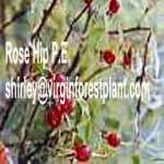 Rose Hip P.E.