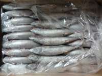 sell frozen bonito whole round