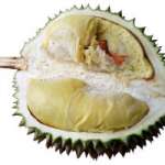 bibit durian namlung petaling
