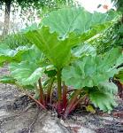 Rhubarb Root Extract