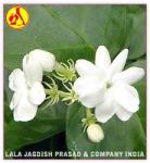 Natural Jasmine Oil