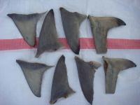 Dried Blacktip Shark / Sirip Hiu Hitam