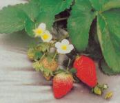 STRAWBERRY( Fragaria X Ananassa) ~ Familia: Rosaceae > > SMS= 081-32622-0589 > > SMS= 081-901-389-117
