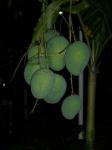 Mangga( Mangifera indica L.) Familia: Anacardiaceae > > SMS= 0858-763-89979 > > SMS= 081-901-389-117 > > Email= BudimanBagus01@ yahoo.com