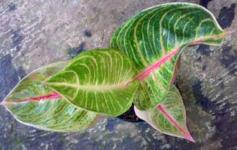 Aglaonema Veronida 8-9d