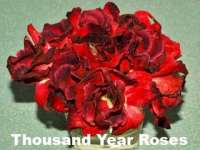 thousand year rose