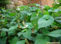 Houttuynia Cordata Thuhb Extract