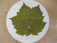 sell canned grape leaves