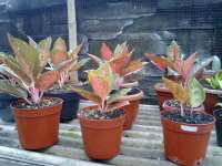 Aglaonema Tiara remaja