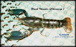 Black Thunder (Cherax sp.)