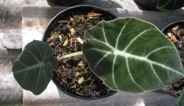 Bibit Alocasia Black Velvet