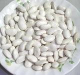 Large White Kidney Beans from China
