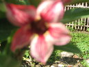 adenium grafting bunga maroon star