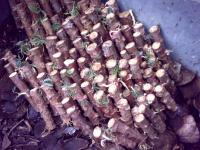 Cassava Seeds / Bibit Singkong