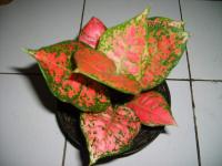 AGLAONEMA DUT UNYAMANEE