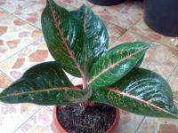 Reina 7 daun (Terjual)