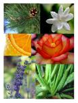 Minyak Angin Aromatherapy Evergreen
